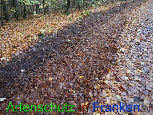 © Artenschutz in Franken® Bild zum Eintrag (1077563-160)