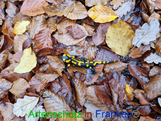 © Artenschutz in Franken® Bild zum Eintrag (1077663-160)