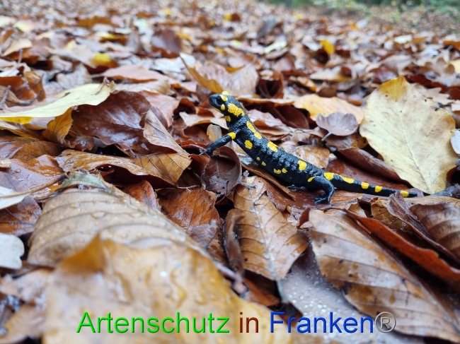 © Artenschutz in Franken® Bild zum Eintrag (1077665-160)