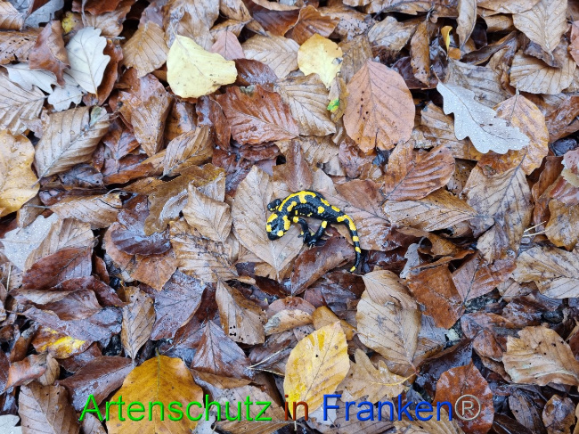 © Artenschutz in Franken® Bild zum Eintrag (1077667-160)