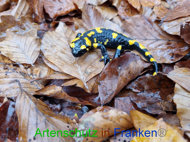 © Artenschutz in Franken® Bild zum Eintrag (1077669-160)