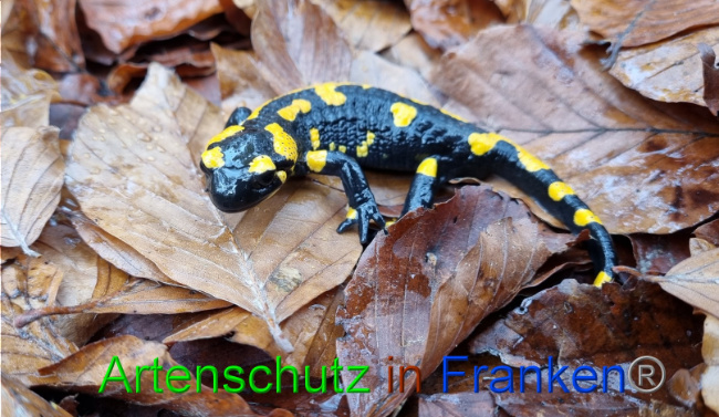 © Artenschutz in Franken® Bild zum Eintrag (1077671-160)