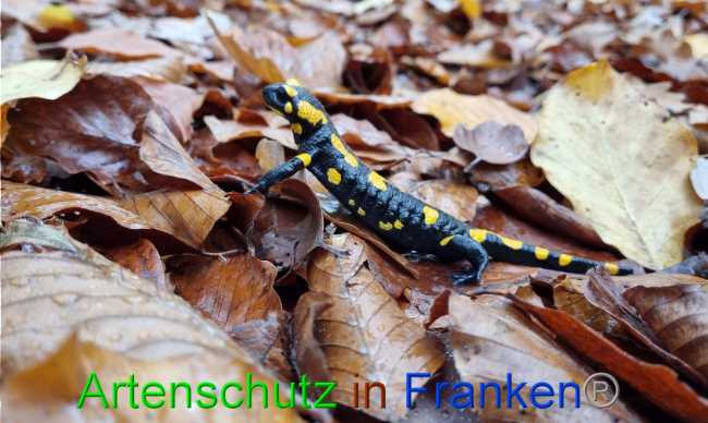 © Artenschutz in Franken® Bild zum Eintrag (1077672-160)
