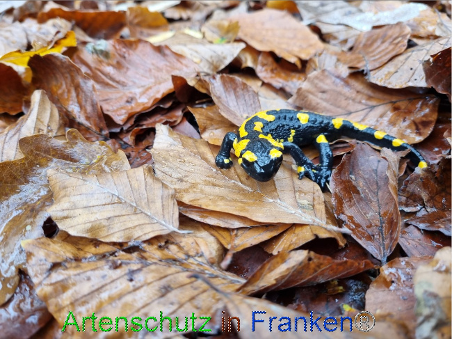 © Artenschutz in Franken® Bild zum Eintrag (1077673-160)