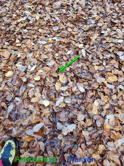 © Artenschutz in Franken® Bild zum Eintrag (1077676-160)