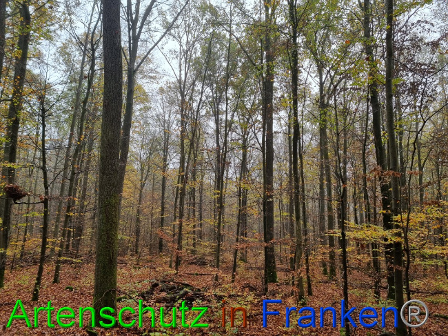 © Artenschutz in Franken® Bild zum Eintrag (1077908-160)