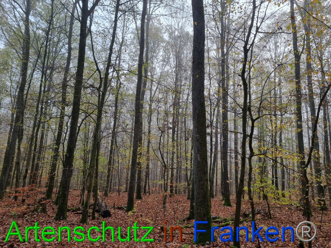 © Artenschutz in Franken® Bild zum Eintrag (1077910-160)