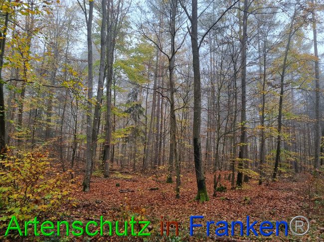 © Artenschutz in Franken® Bild zum Eintrag (1077912-160)