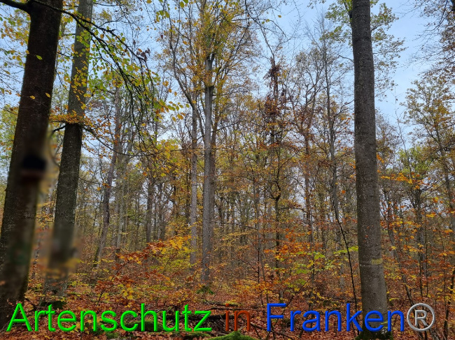 © Artenschutz in Franken® Bild zum Eintrag (1077914-160)