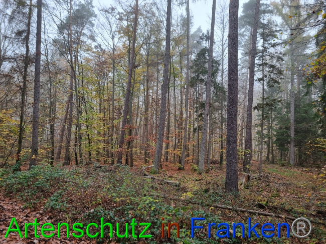 © Artenschutz in Franken® Bild zum Eintrag (1077916-160)