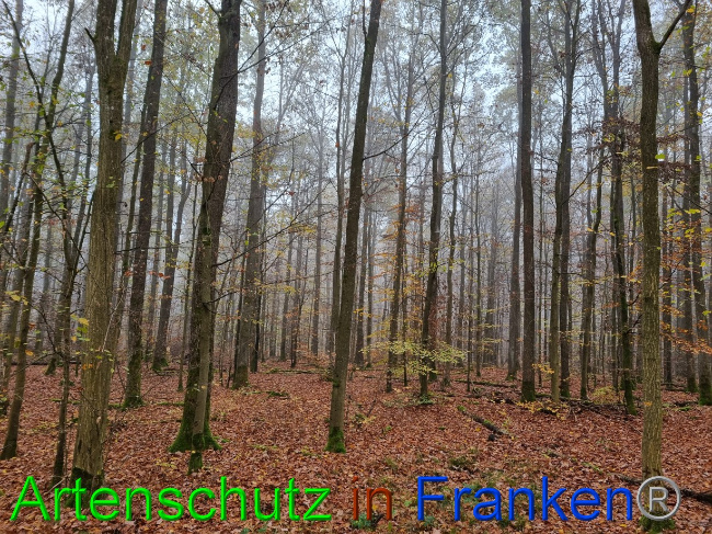 © Artenschutz in Franken® Bild zum Eintrag (1077917-160)