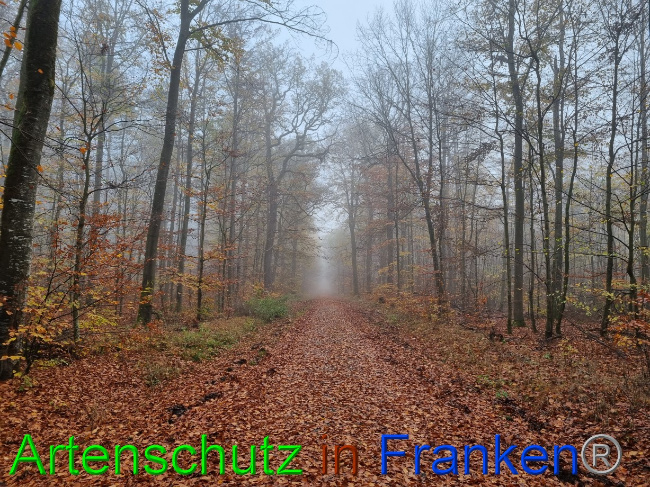 © Artenschutz in Franken® Bild zum Eintrag (1077918-160)