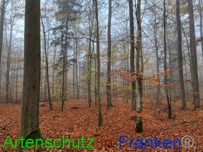 © Artenschutz in Franken® Bild zum Eintrag (1077920-160)