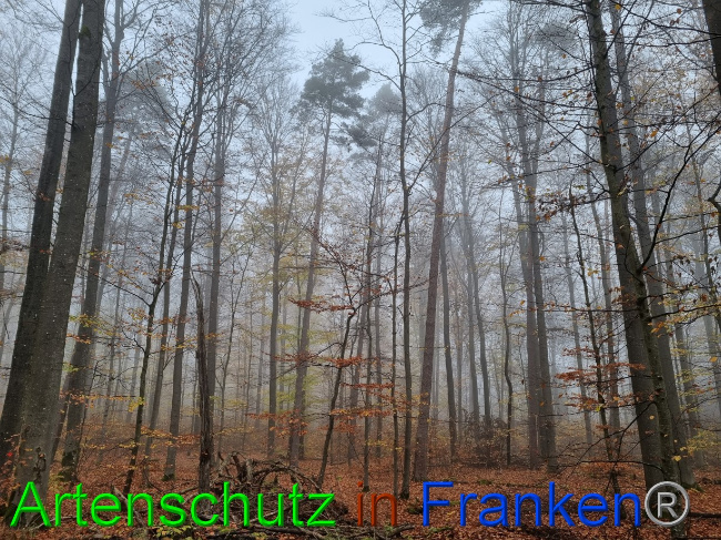 © Artenschutz in Franken® Bild zum Eintrag (1077921-160)
