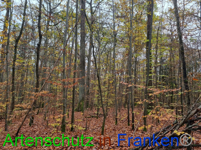 © Artenschutz in Franken® Bild zum Eintrag (1077922-160)