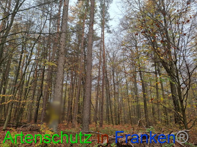 © Artenschutz in Franken® Bild zum Eintrag (1077925-160)