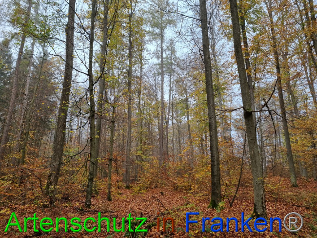 © Artenschutz in Franken® Bild zum Eintrag (1077926-160)