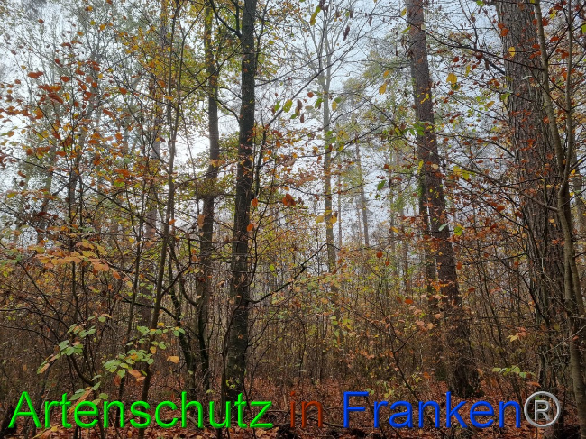 © Artenschutz in Franken® Bild zum Eintrag (1077930-160)