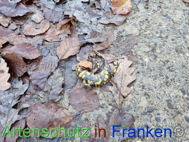 © Artenschutz in Franken® Bild zum Eintrag (1078182-160)
