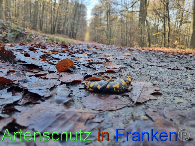 © Artenschutz in Franken® Bild zum Eintrag (1078183-160)