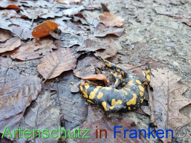 © Artenschutz in Franken® Bild zum Eintrag (1078185-160)