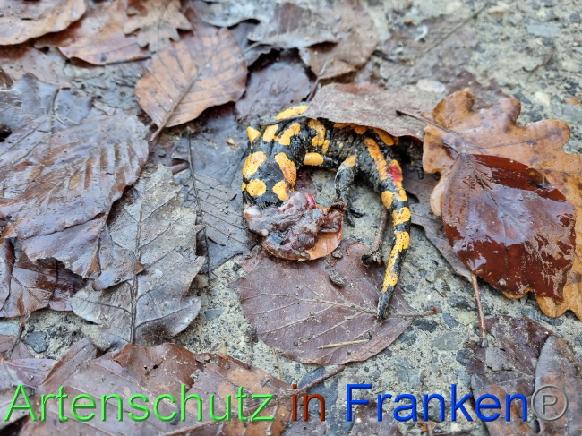 © Artenschutz in Franken® Bild zum Eintrag (1078186-160)