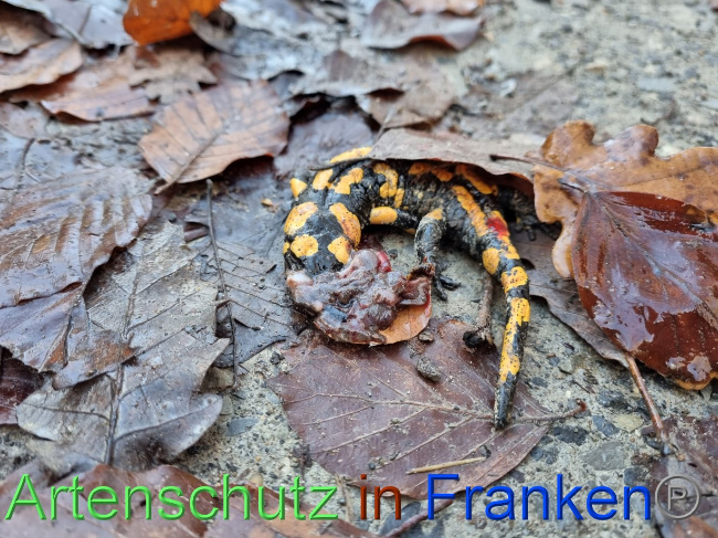 © Artenschutz in Franken® Bild zum Eintrag (1078187-160)