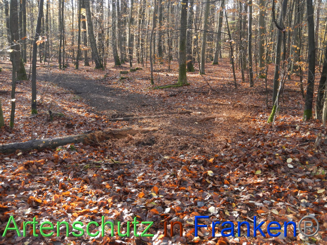 © Artenschutz in Franken® Bild zum Eintrag (1078224-160)