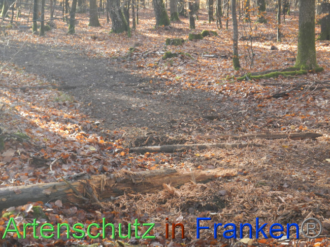 © Artenschutz in Franken® Bild zum Eintrag (1078225-160)
