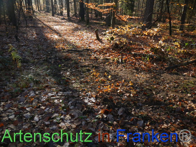 Bild zum Eintrag (1078227-160)