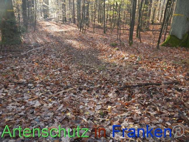 © Artenschutz in Franken® Bild zum Eintrag (1078228-160)