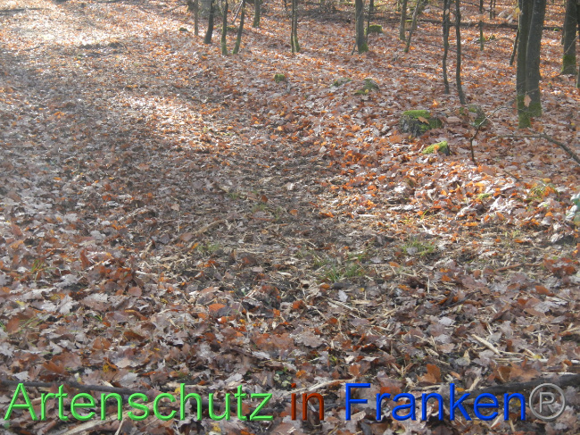© Artenschutz in Franken® Bild zum Eintrag (1078229-160)