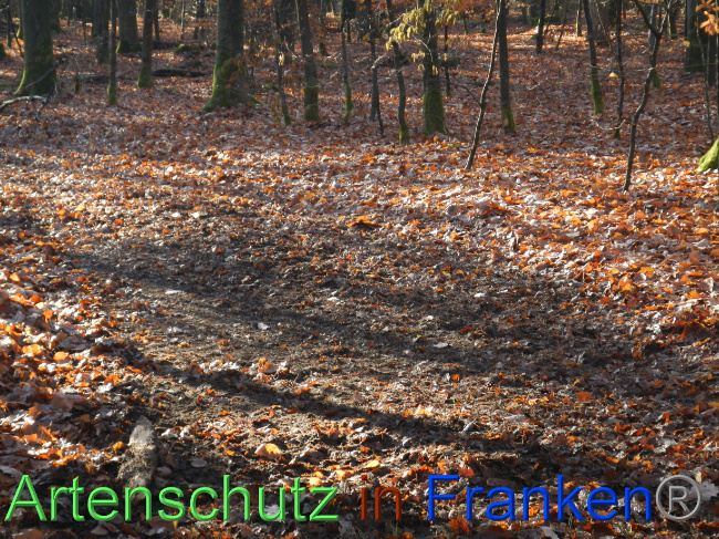 © Artenschutz in Franken® Bild zum Eintrag (1078231-160)
