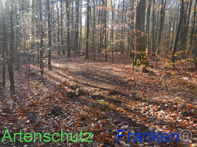 © Artenschutz in Franken® Bild zum Eintrag (1078232-160)