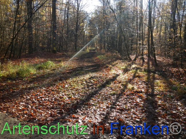 © Artenschutz in Franken® Bild zum Eintrag (1078233-160)