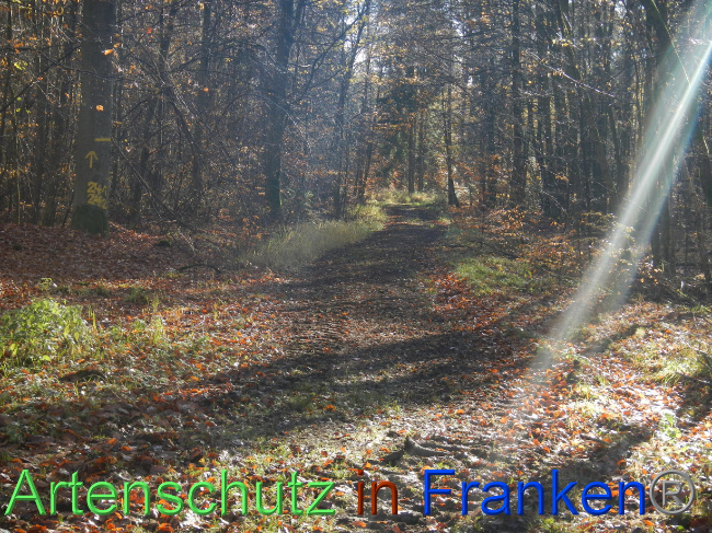 © Artenschutz in Franken® Bild zum Eintrag (1078234-160)