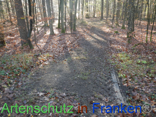 © Artenschutz in Franken® Bild zum Eintrag (1078236-160)