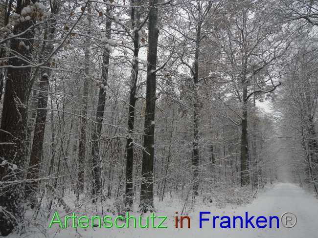 © Artenschutz in Franken® Bild zum Eintrag (1078437-160)