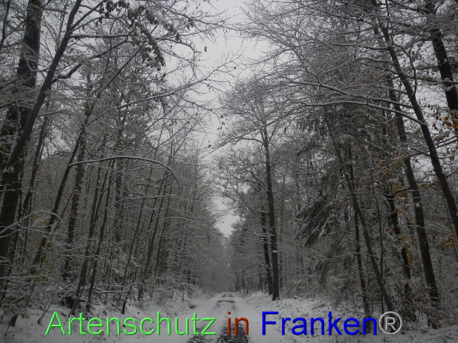 © Artenschutz in Franken® Bild zum Eintrag (1078438-160)