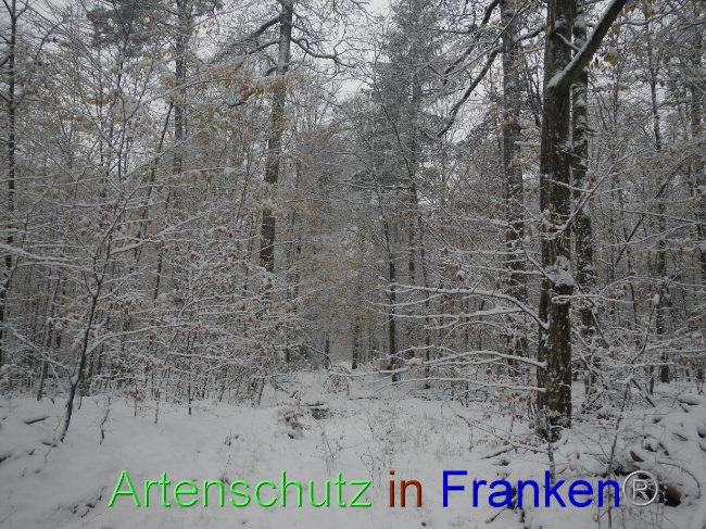 © Artenschutz in Franken® Bild zum Eintrag (1078442-160)