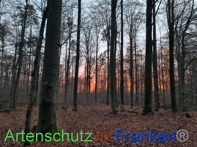 © Artenschutz in Franken® Bild zum Eintrag (1078918-160)
