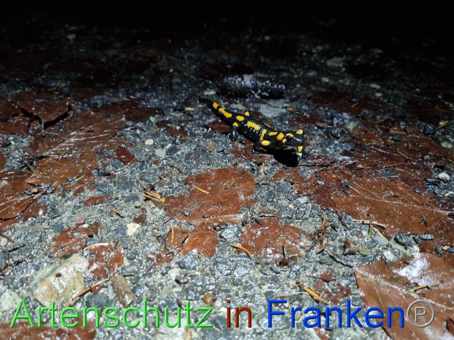 © Artenschutz in Franken® Bild zum Eintrag (1078919-160)