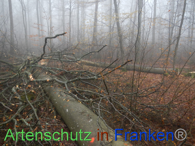 © Artenschutz in Franken® Bild zum Eintrag (1078920-160)
