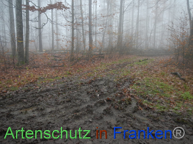 © Artenschutz in Franken® Bild zum Eintrag (1078921-160)