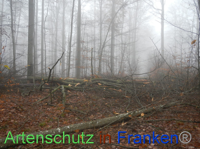 © Artenschutz in Franken® Bild zum Eintrag (1078922-160)