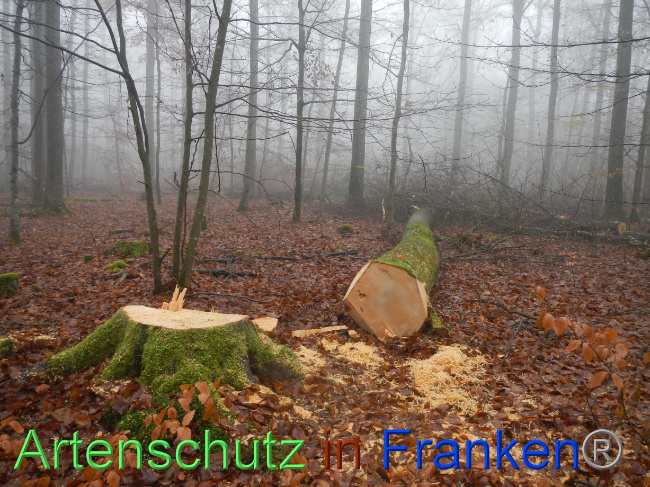 © Artenschutz in Franken® Bild zum Eintrag (1078924-160)