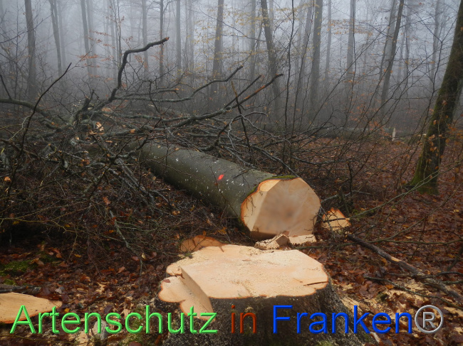 © Artenschutz in Franken® Bild zum Eintrag (1078925-160)