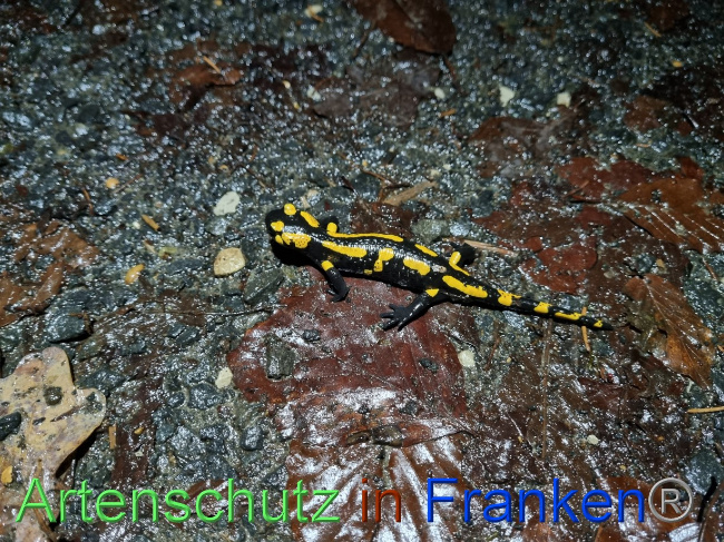 © Artenschutz in Franken® Bild zum Eintrag (1078929-160)