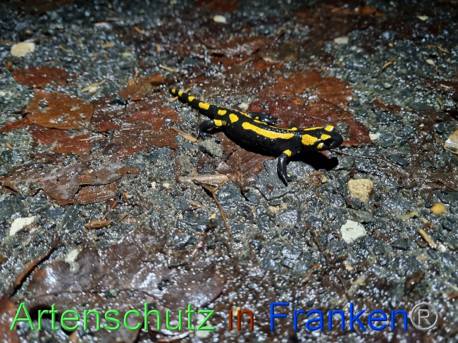 © Artenschutz in Franken® Bild zum Eintrag (1078930-160)