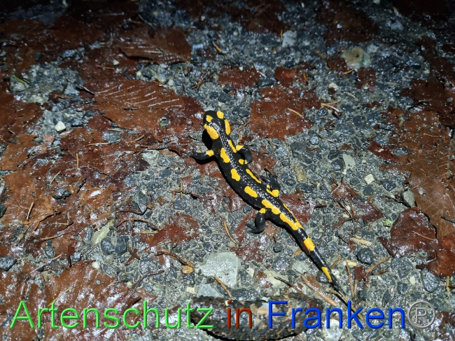 © Artenschutz in Franken® Bild zum Eintrag (1078931-160)